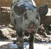 Wagga Wagga Zoo - Schoolies Week Accommodation