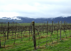 Kinloch Wines - Schoolies Week Accommodation
