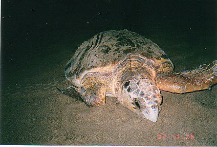 Footprints Adventures - Schoolies Week Accommodation 0