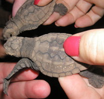 Footprints Adventures - Schoolies Week Accommodation 1