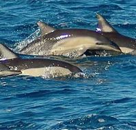 Dolphin Swim Australia - Schoolies Week Accommodation