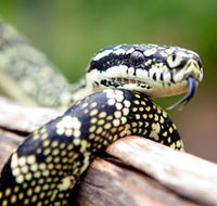 Reptile Encounters - Schoolies Week Accommodation
