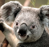 Potoroo Palace - Schoolies Week Accommodation