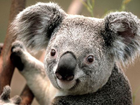 Potoroo Palace - Schoolies Week Accommodation 0