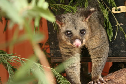 Potoroo Palace - Schoolies Week Accommodation 3