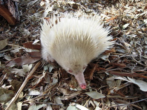 Potoroo Palace - Schoolies Week Accommodation 4