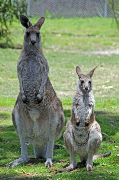 Potoroo Palace - Schoolies Week Accommodation 5