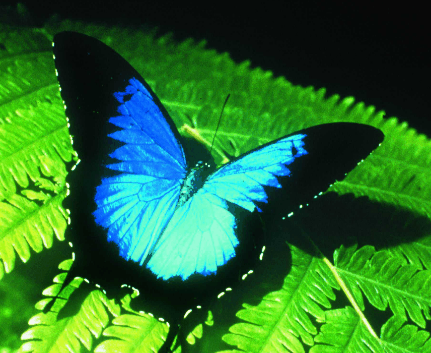 Australian Butterfly Sanctuary - Schoolies Week Accommodation