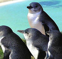 Rockingham Wild Encounters - Schoolies Week Accommodation