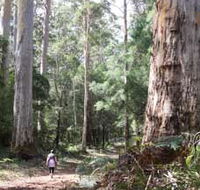 Warren River Loop Walk - Schoolies Week Accommodation