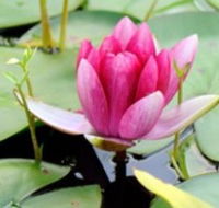 The Lotus Day Spa and Retreat - Schoolies Week Accommodation