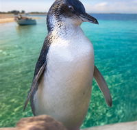 Penguin Island - Schoolies Week Accommodation