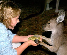 Discovery Bay's Walk On The Wild Side - Schoolies Week Accommodation 0