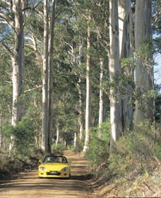 Scotsdale Tourist Drive - Schoolies Week Accommodation 0