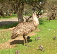 Minlaton Fauna Park - Schoolies Week Accommodation