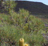 Lesueur Walk Trail Mount Lesueur - Schoolies Week Accommodation