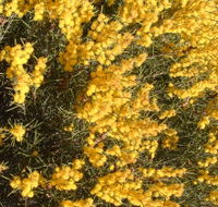 Dalwallinu Remnant Bushland - Schoolies Week Accommodation