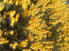 Dalwallinu Remnant Bushland - Schoolies Week Accommodation 0