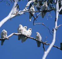 Carawine Gorge - Schoolies Week Accommodation