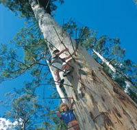 Dave Evans Bicentennial Tree - Schoolies Week Accommodation