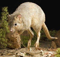 Kanyana Wildlife - Schoolies Week Accommodation