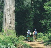 Gloucester Tree - Schoolies Week Accommodation