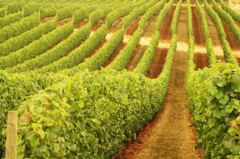 MadFish Wines Margaret River - Schoolies Week Accommodation 0
