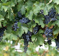 Capel Vale Wines - Schoolies Week Accommodation