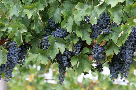 Capel Vale Wines - Schoolies Week Accommodation 0