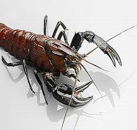 Andermel Marron - Schoolies Week Accommodation