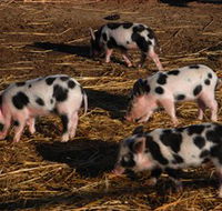 Will's Rare Breeds Farm - Schoolies Week Accommodation