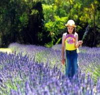 Brayfield Park Lavender Farm - Schoolies Week Accommodation