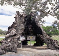 The Herbig Family Tree - Schoolies Week Accommodation