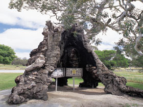 The Herbig Family Tree - Schoolies Week Accommodation 0