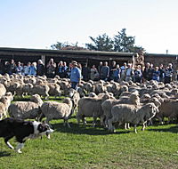 Curringa Farm - Accommodation and Farm Tours - Schoolies Week Accommodation