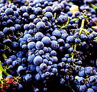 Laurel Bank Vineyard - Schoolies Week Accommodation