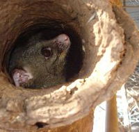Mulga Sanctuary and Wildlife Park - Schoolies Week Accommodation