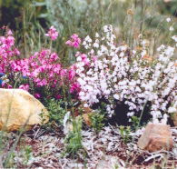 Stokes Bay Bush Garden - Schoolies Week Accommodation