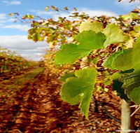 Mirabella Vineyards - Schoolies Week Accommodation