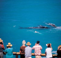 Whale Watching At Head Of Bight - Schoolies Week Accommodation