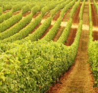 Schild Estate Wines