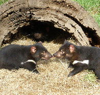 Wing's Wildlife Park - Schoolies Week Accommodation