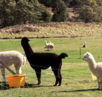 Maydena Country Cabins Accommodation  Alpaca Stud - Schoolies Week Accommodation
