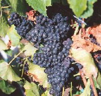Darlington Vineyard - Schoolies Week Accommodation