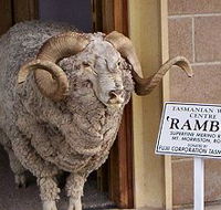 Tasmanian Wool Centre - Schoolies Week Accommodation