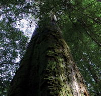 Styx Big Tree Reserve - Schoolies Week Accommodation