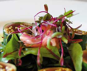 Courgette - Schoolies Week Accommodation 0