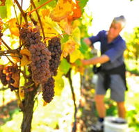 Native Point Wines - Schoolies Week Accommodation
