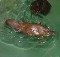 Platypus House - Schoolies Week Accommodation