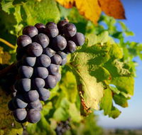 Panorama Vineyard - Schoolies Week Accommodation